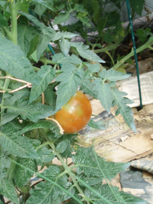 zone 5 ripe tomato SOON!!