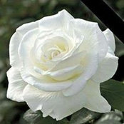 Margaret Ryan's photo