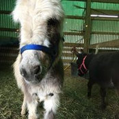 Elizabeth Stelling's photo