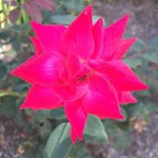 Foto von Judy Tann