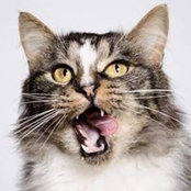 MittensforKittens Rescue's photo