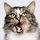 MittensforKittens Rescue