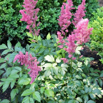 Garden Plants