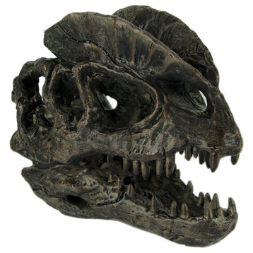 Dilophosaurus Dinosaur Head Fossil Statue Small