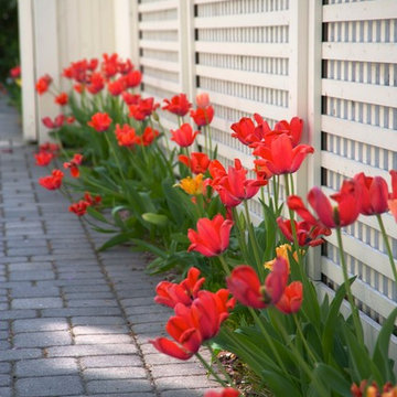 Spring Tulips in Cambridge, MA