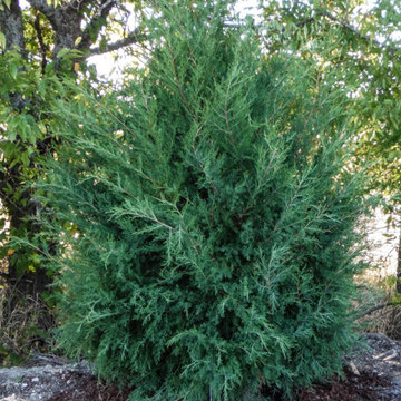 Evergreen Trees & Shrubs