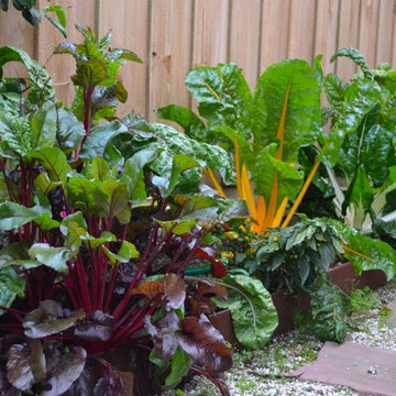 Edible Side Yard