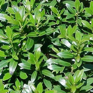 Ilex glabra 'Shamrock'