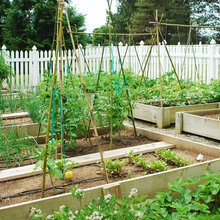 my new garden