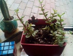 succulent plant aloe vera #14 Aloe Black Gem main image 1