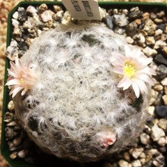 Your favorite not-so-pokey cactus??? | Houzz Forum