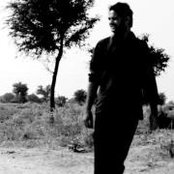 gauras foto