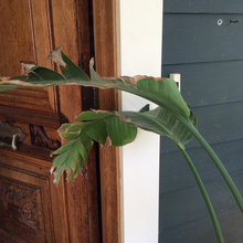 Houseplant issues