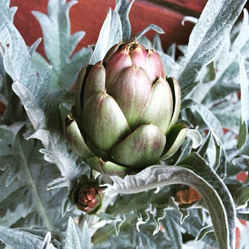 Feng Shui Oasis: First artichoke