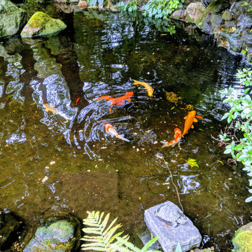 Koi Ponds