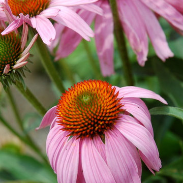 Mimico Organic butterfly garden
