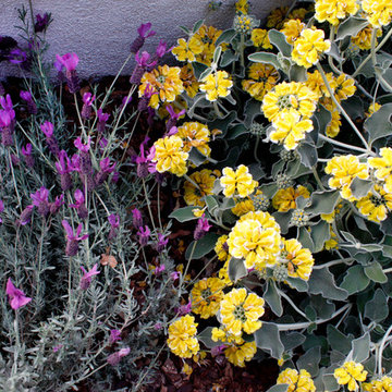 Sherman Oaks California Native and Australian Garden