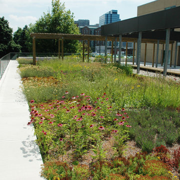 Green Roofs
