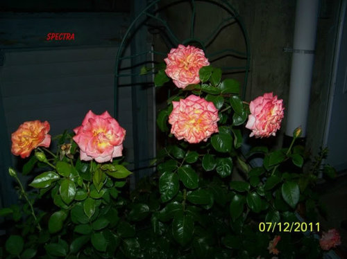 Roses at Night