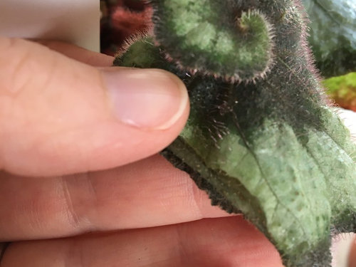 Begonia Princess Of Hanover Leaves Crispy