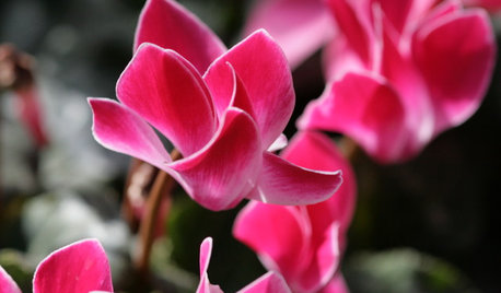 How to Look After the Plants You’ve Been Given Over Christmas