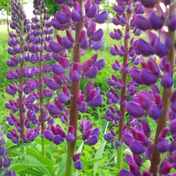Perennials - Lupine - Products