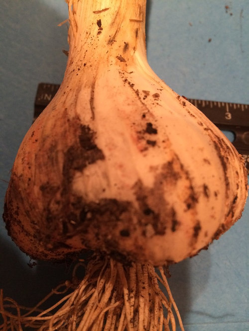 Garlic Harvest Timing