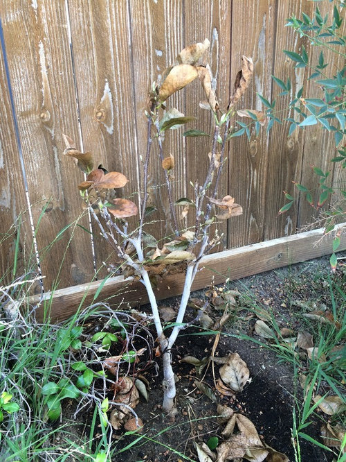 Pink Dwarf Magnolia leaves turn brown