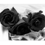 Black Panorama Bar's photo