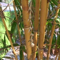 Bamboo installations - Products
