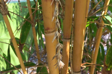 Bamboo installations