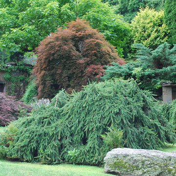Weeping Norway spruce, maples and junipers at Innisfree.