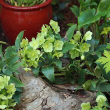 what's in our garden
