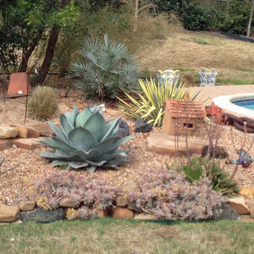 Miscellaneous Cacti & Succulent Landscapes by Rhinamic