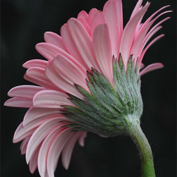 Gerbera Daisy #1 - Home Decor