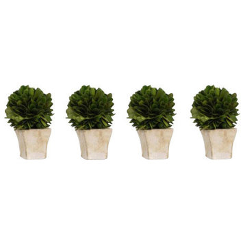 4" Tall Preserved Boxwood Topiary, Single Ball (Set of 4)