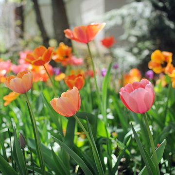 Spring Landscape Bulbs