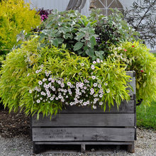 Plants / Gardening