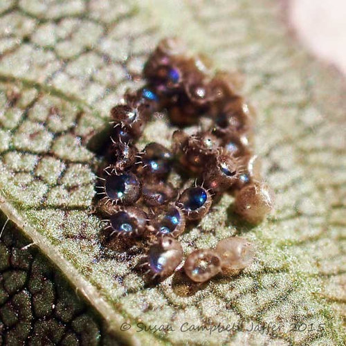 Can You Id These Sparkling Insect Eggs