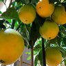 Lemon Lime Orange Zone 6a's photo