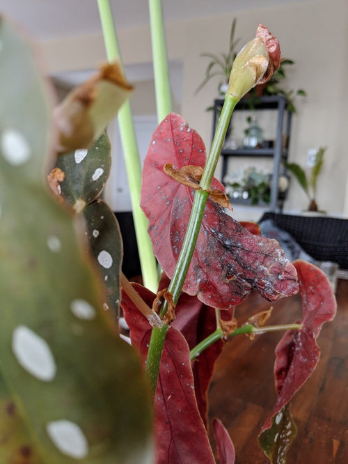 White spots on back of leaves