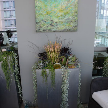 Modern Succulent Garden 2014
