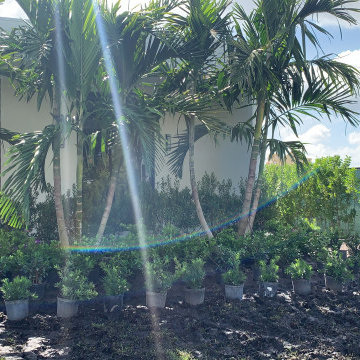 LANDSCAPING BEAUTY process