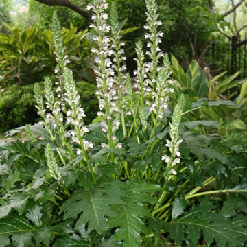 Traditional garden in Northwest Hills