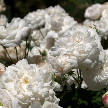 Snowball Rose