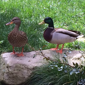 Water Loving Creatures