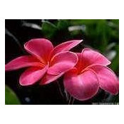 Betty Cornfield's photo