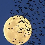 Carol Robinson's photo