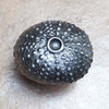 Sea Urchin Knob, Oil Rub Bronze