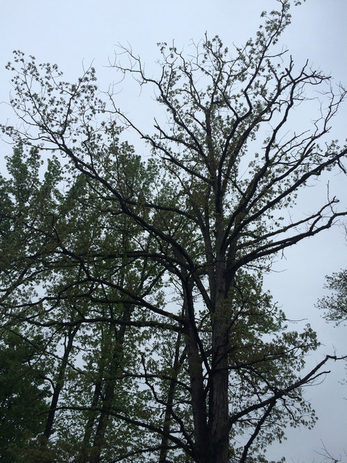 Oak tree bark falling off